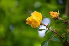 1D1B44A4-C8C4-4AB4-B3E2-D273413E09DB_1_105_c