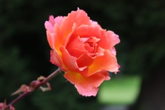 83AD938D-108B-412D-91B8-90C292552DF1_1_105_c
