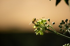 8A003549-BE92-47F2-9D47-9B7CFF6C7B42_1_105_c