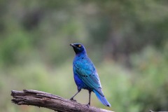 IMG_6777