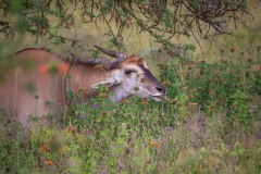 IMG_6780