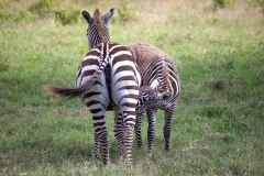 IMG_6918